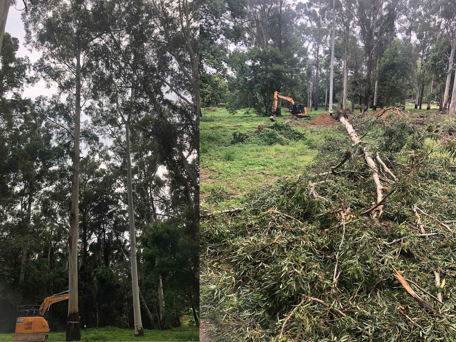 Before and after tree removal - Land clearing
